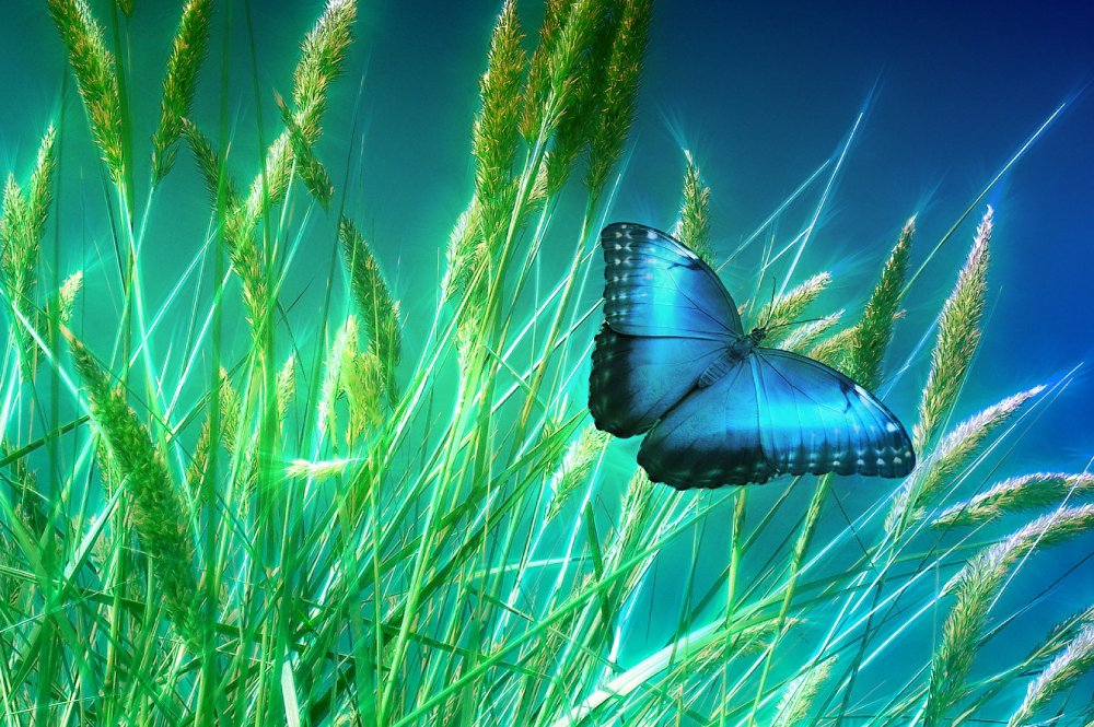 blue butterfly and green grass